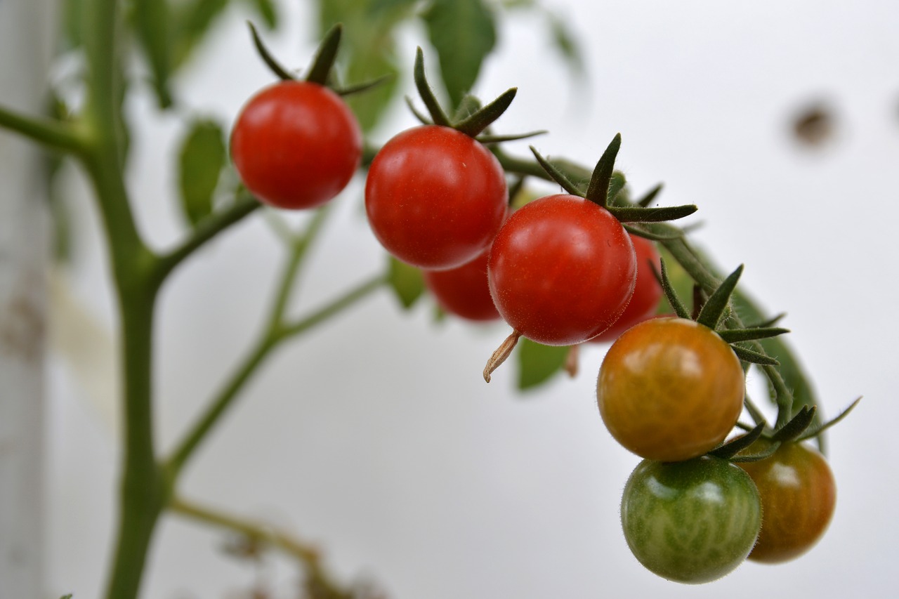 plant cherry tomato free photo