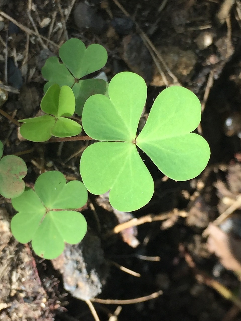 plant clover shamrock free photo