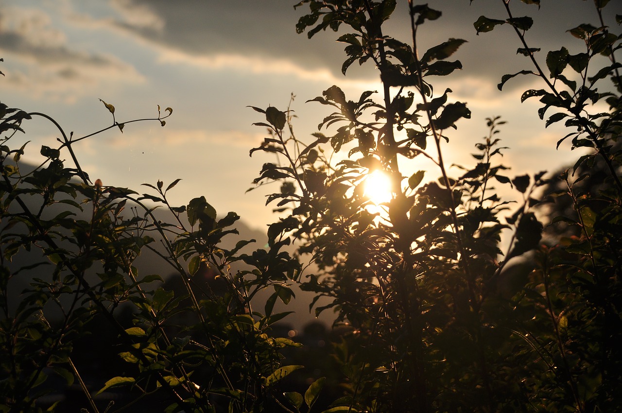 plant sunset shadow free photo