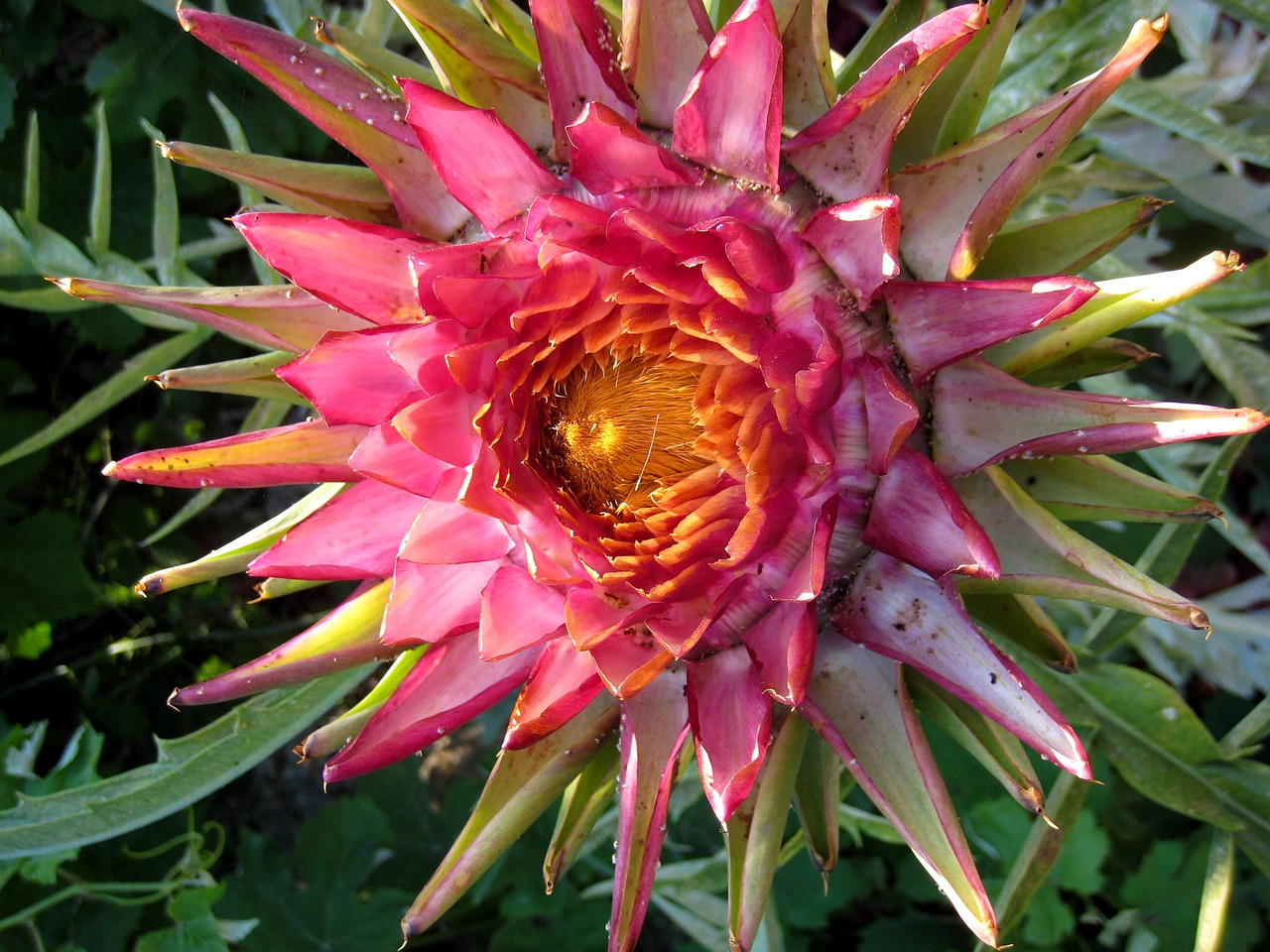 plant protea flowers free photo