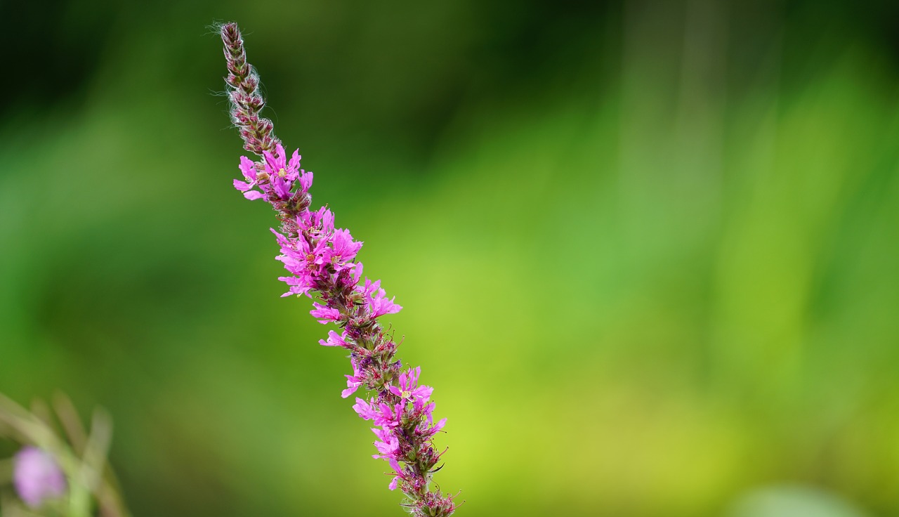 plant pink green free photo