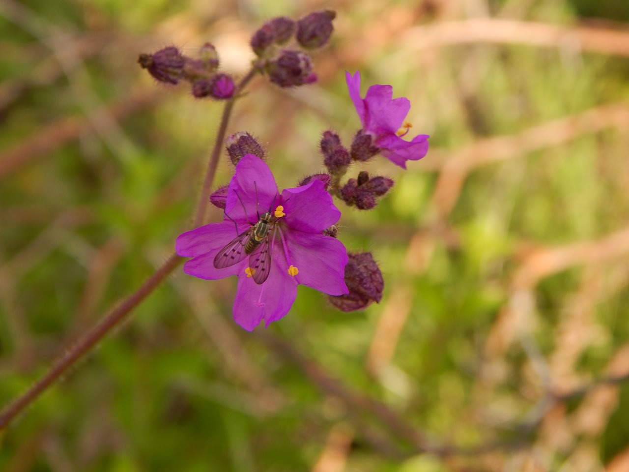 plant flower mosco free photo