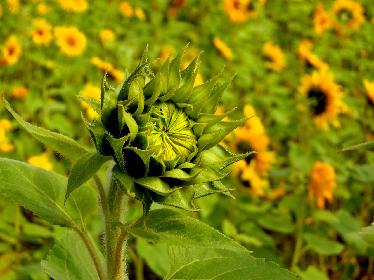 plant the pods sunflower free photo