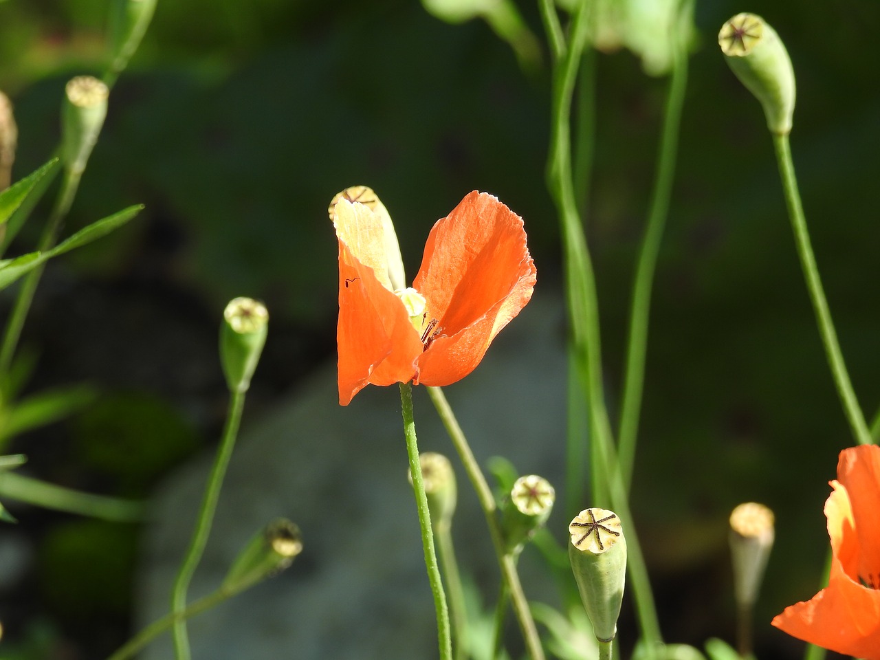 plant poppy close free photo