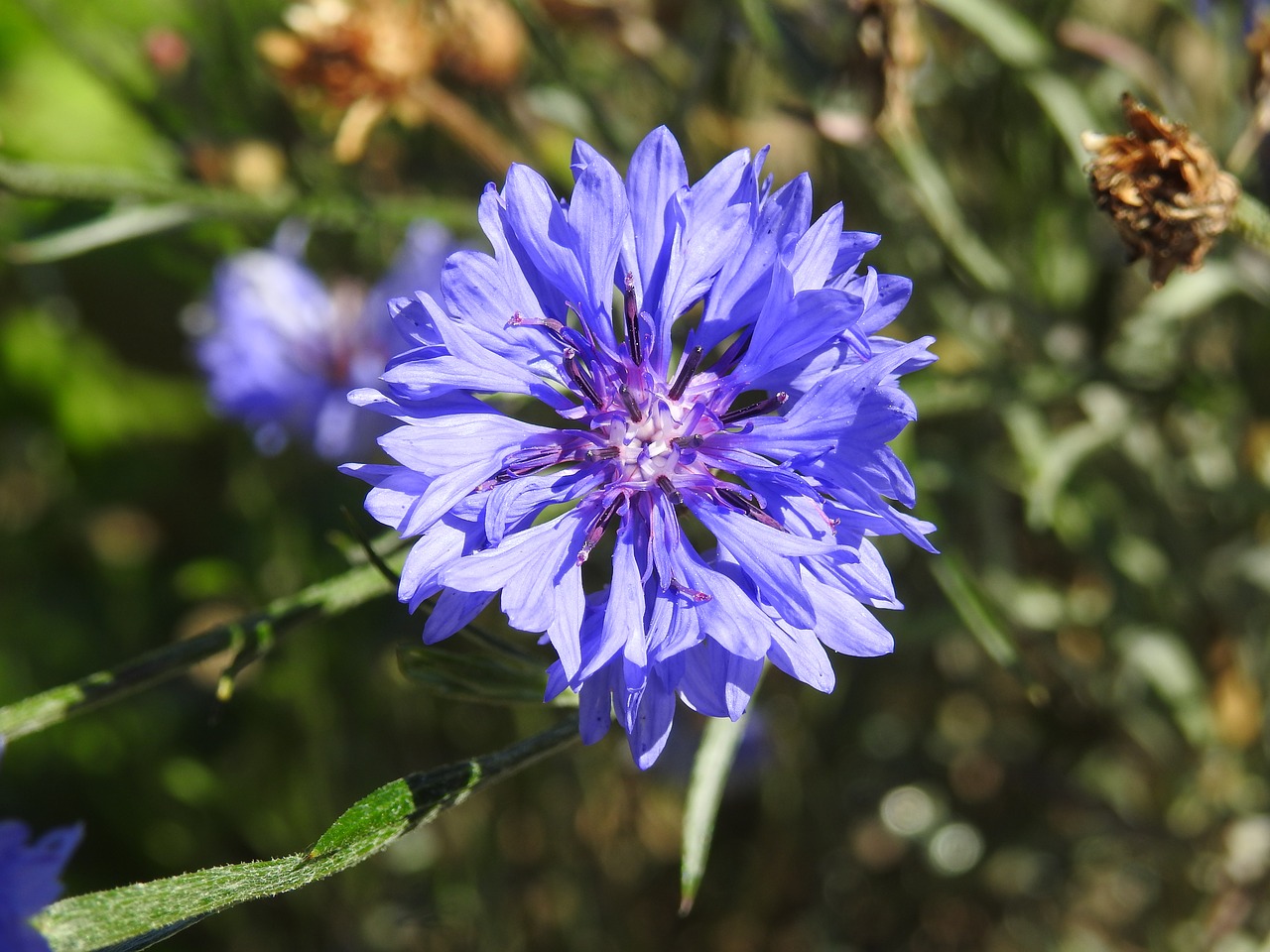 plant cornflower summer free photo