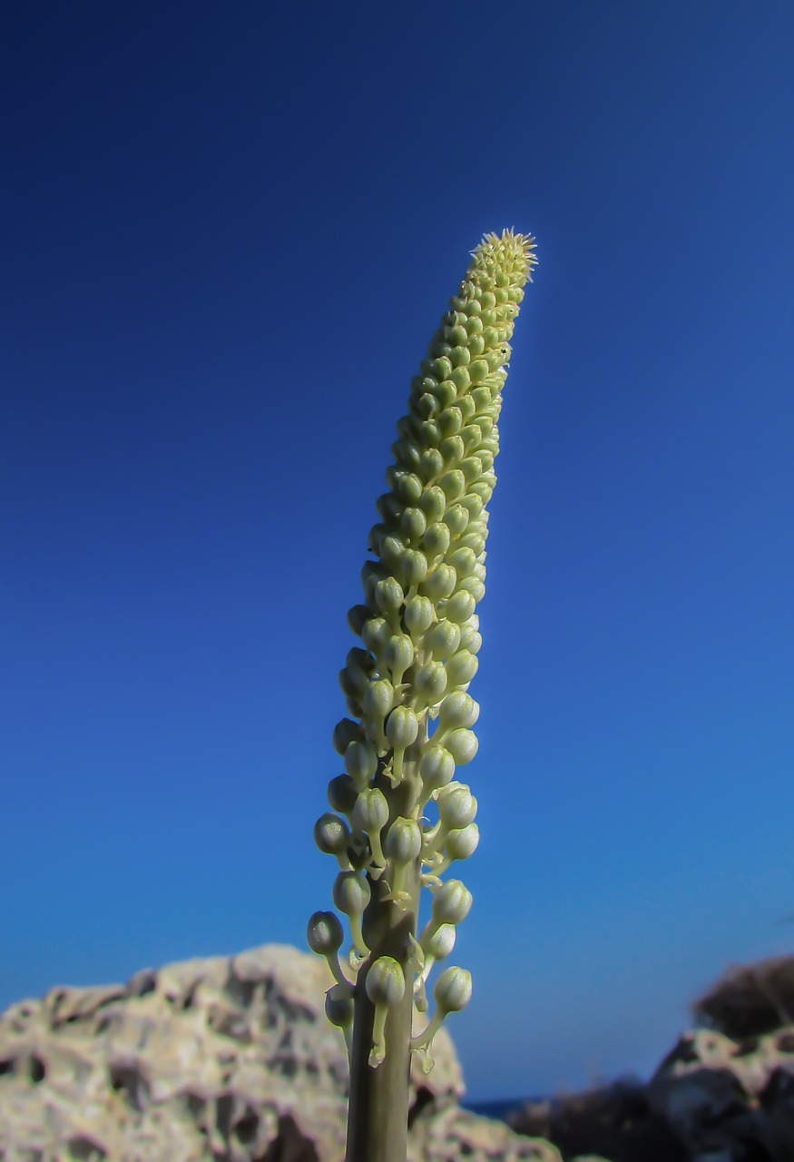 plant blooming flower free photo