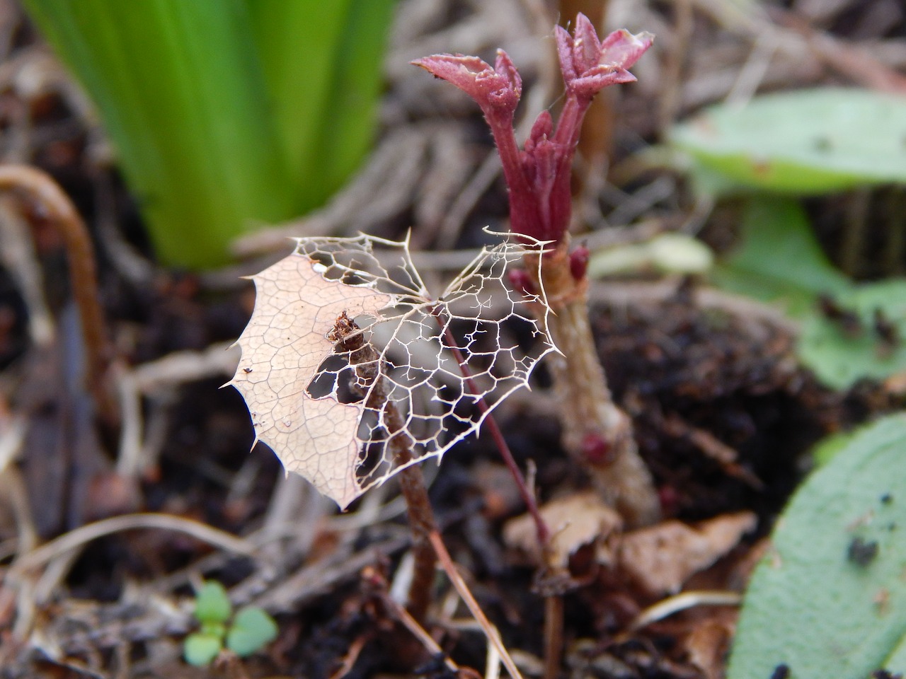 plant autumn leaf free photo