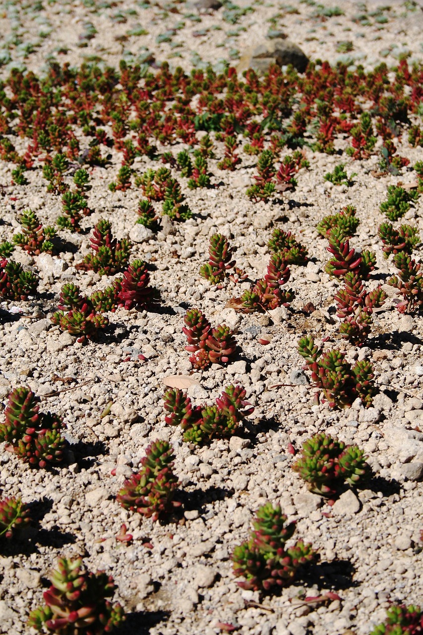 plant desert desert plant free photo