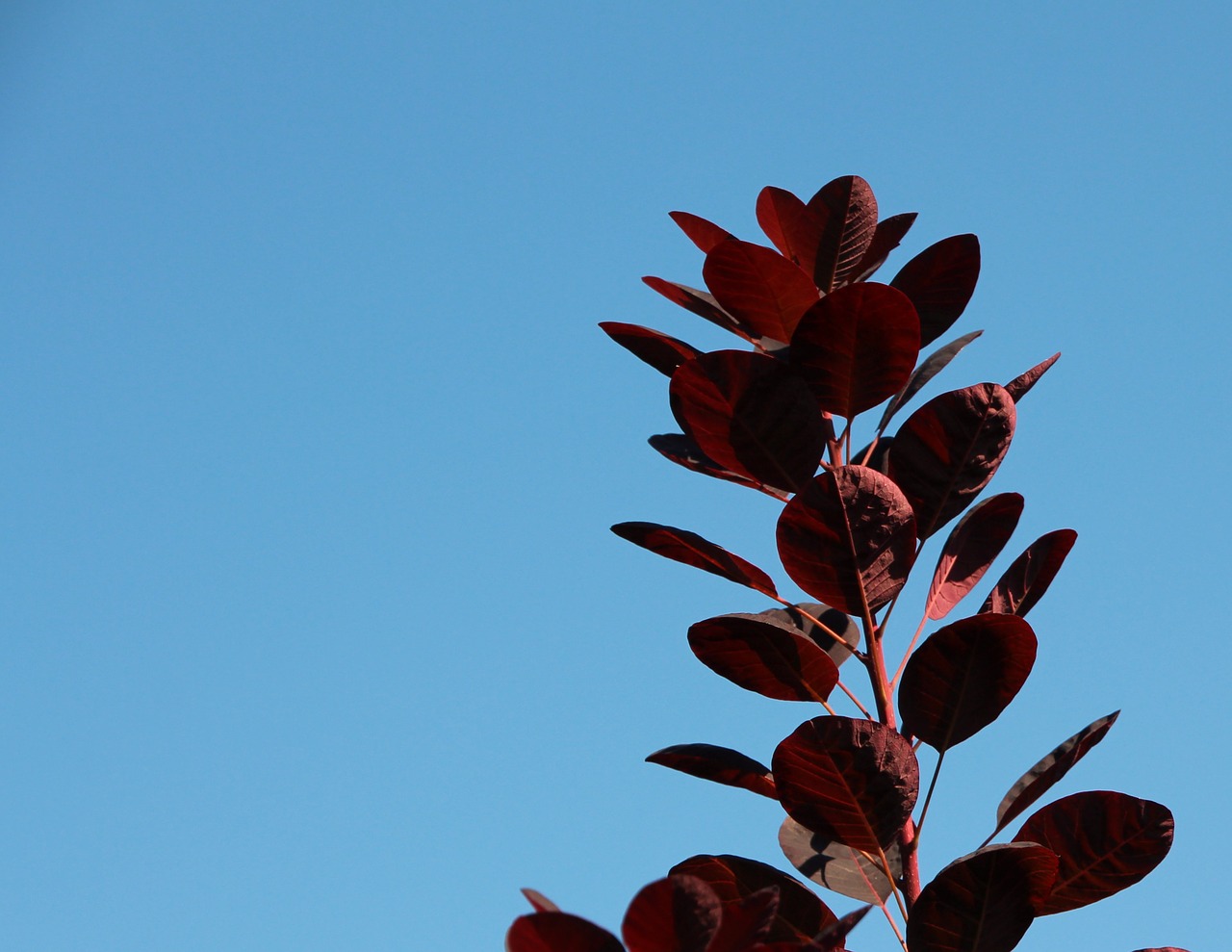 plant leaves colorful leaves free photo