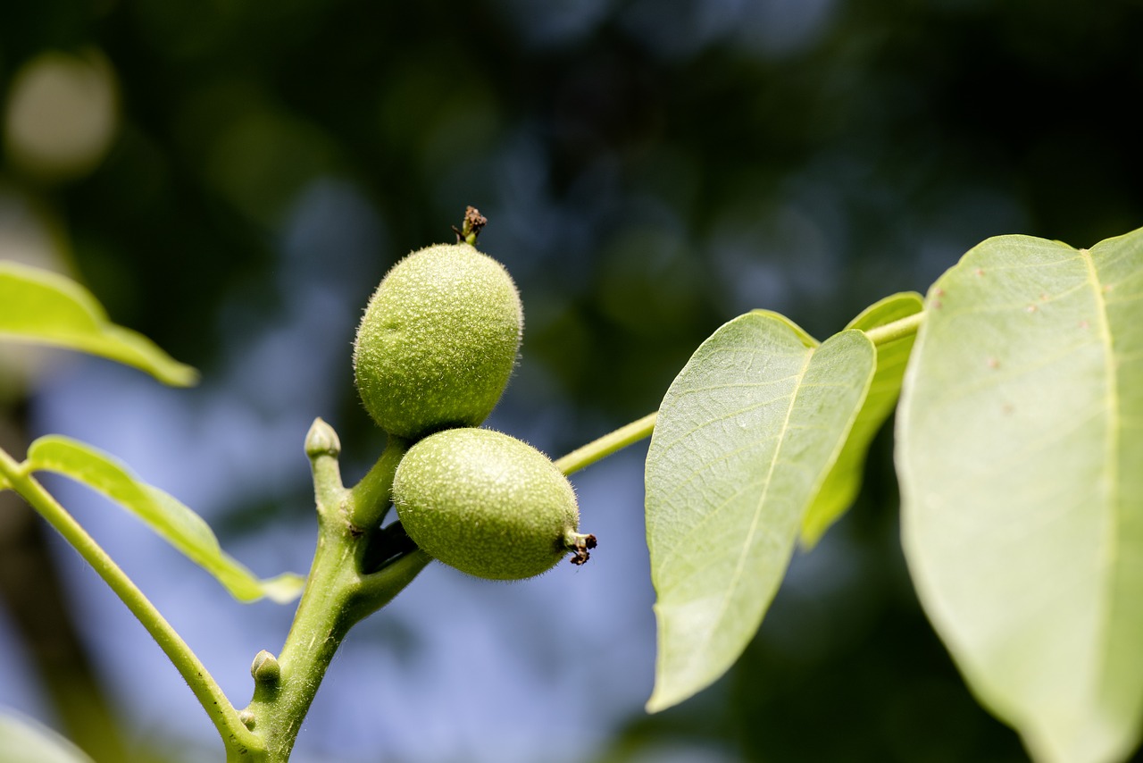 plant fruit fruits free photo