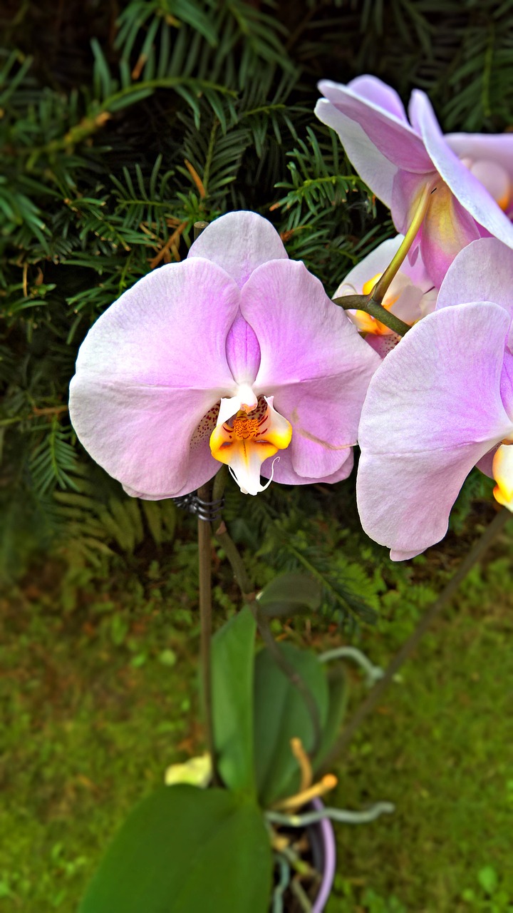 orchid plant blossom free photo