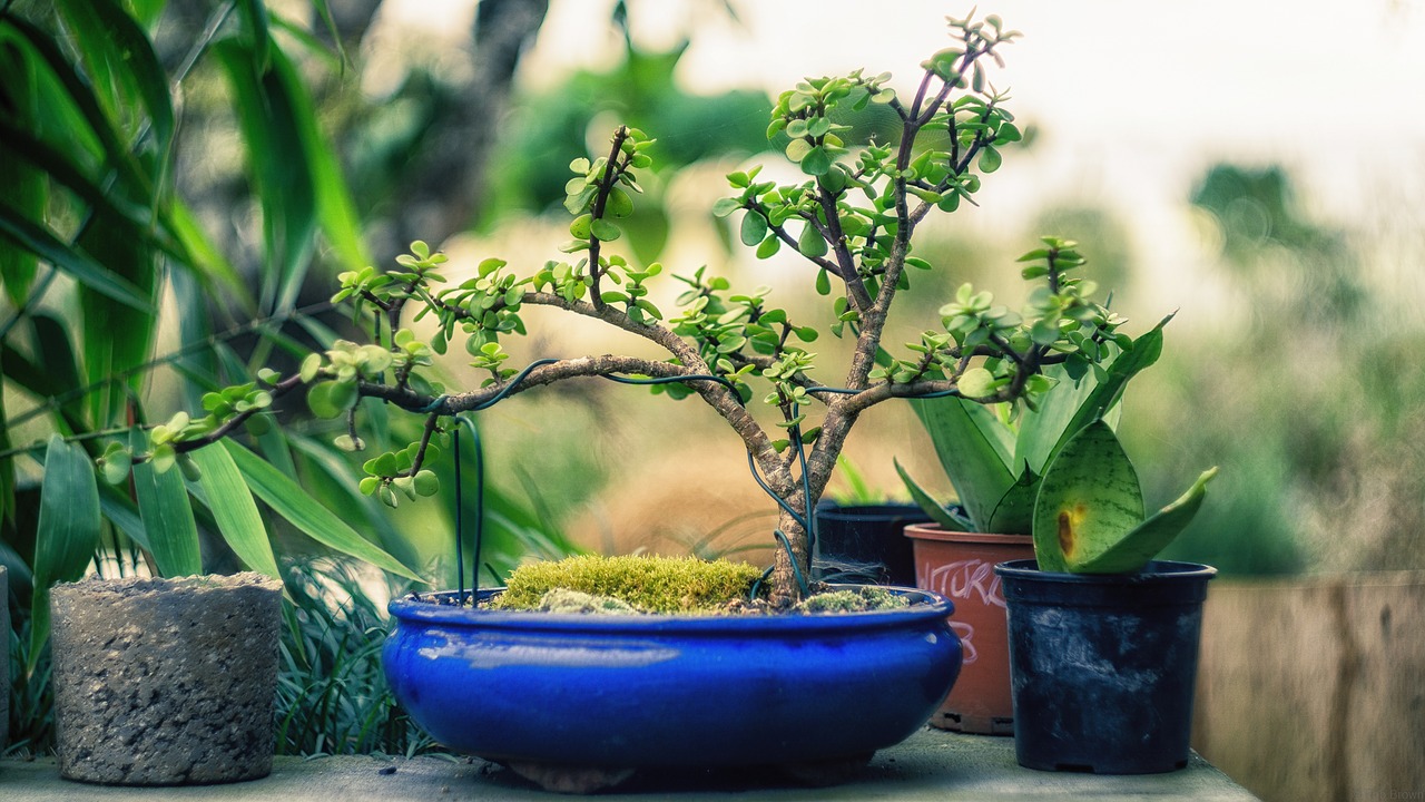 plant bonsai tree free photo