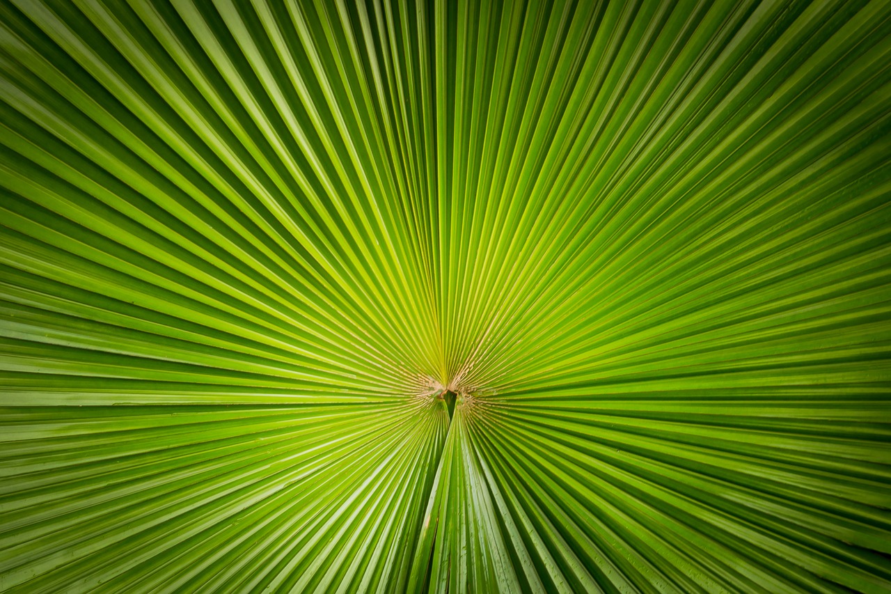 plant nature symmetry free photo