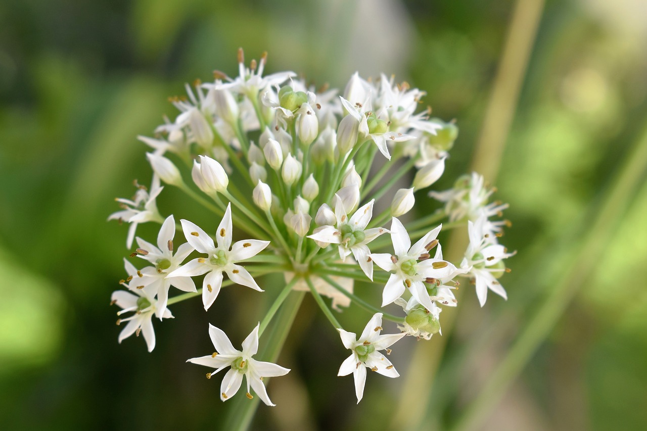 plant white garlic free photo