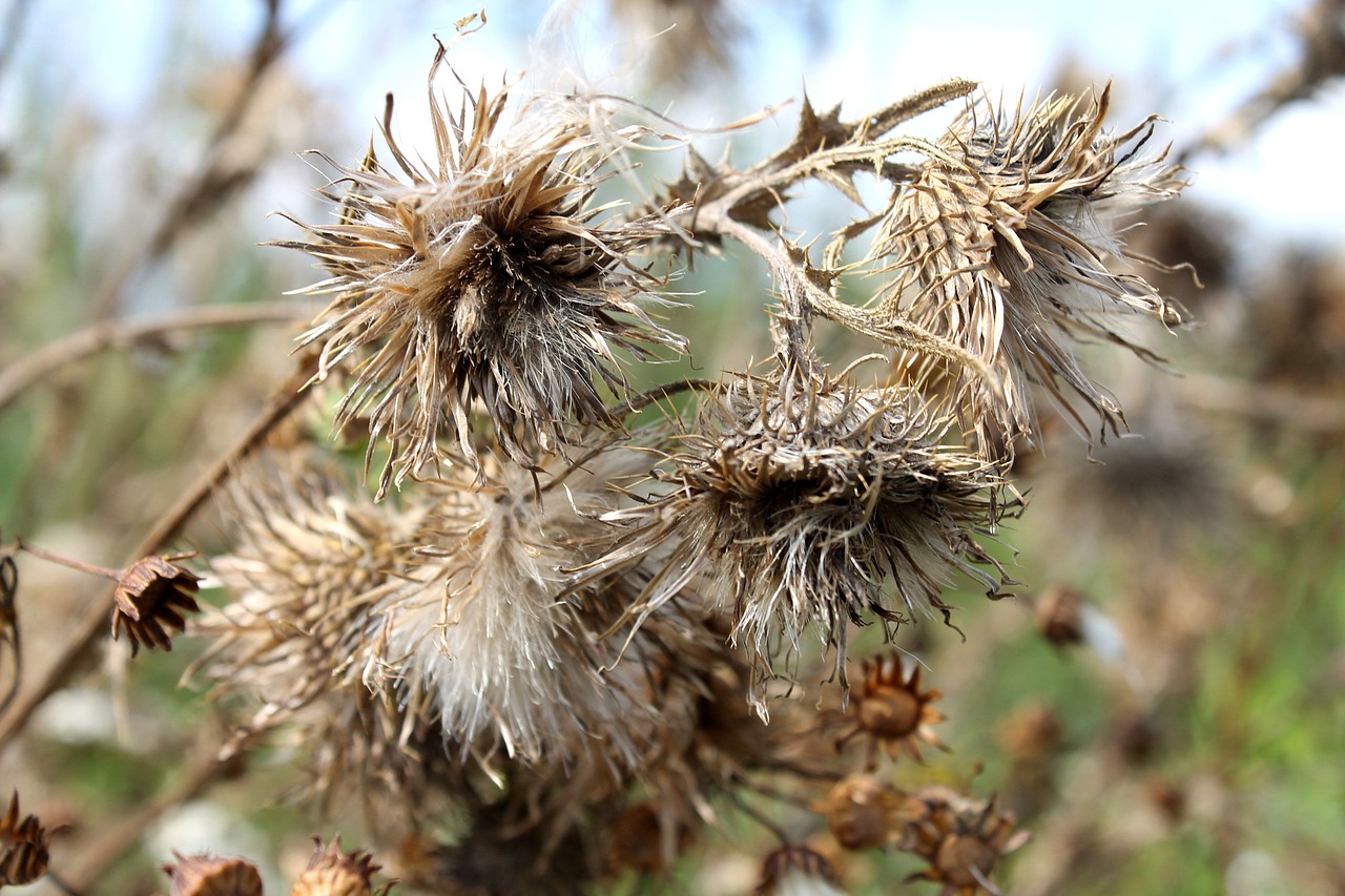 plant thistle flower free photo