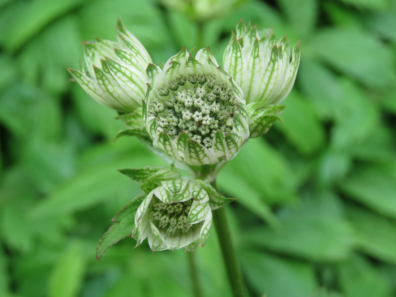 plant green flower free photo