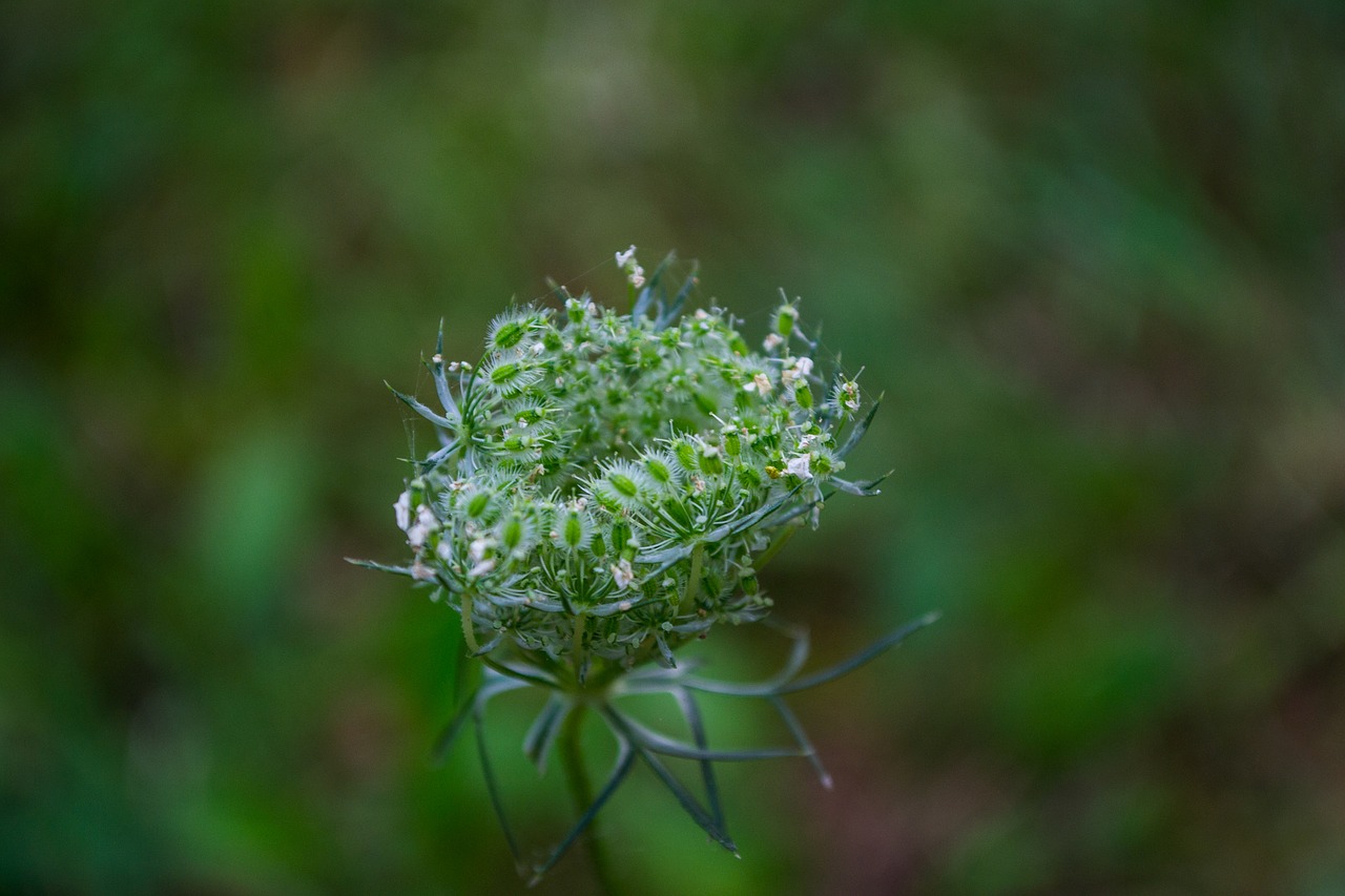 plant green garden free photo