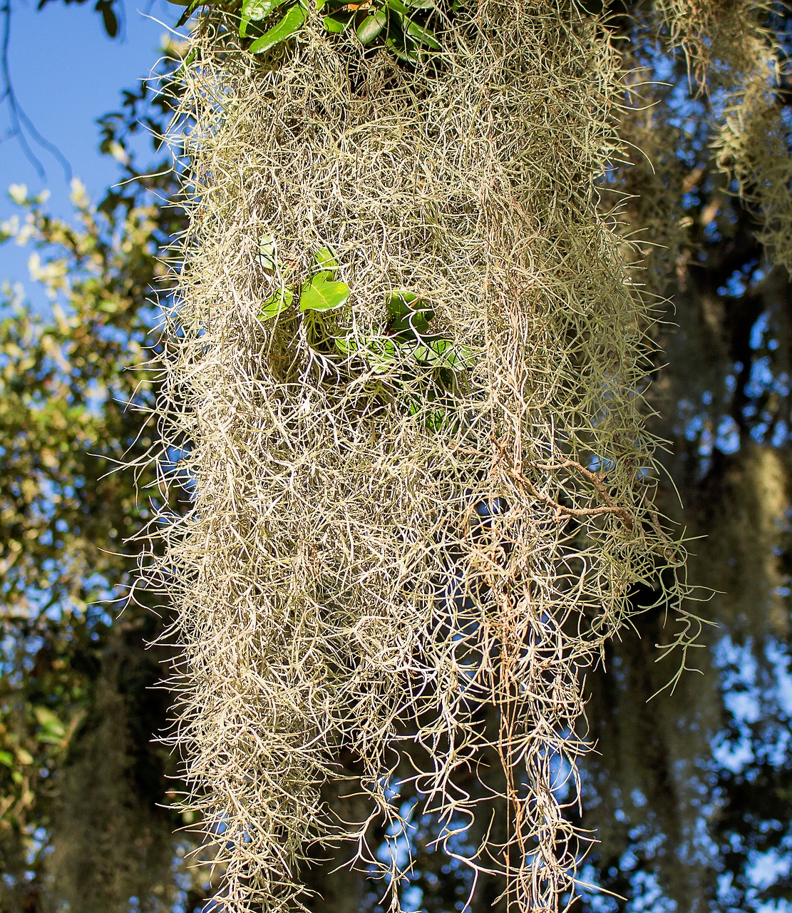 plant spanish moss beard old free photo