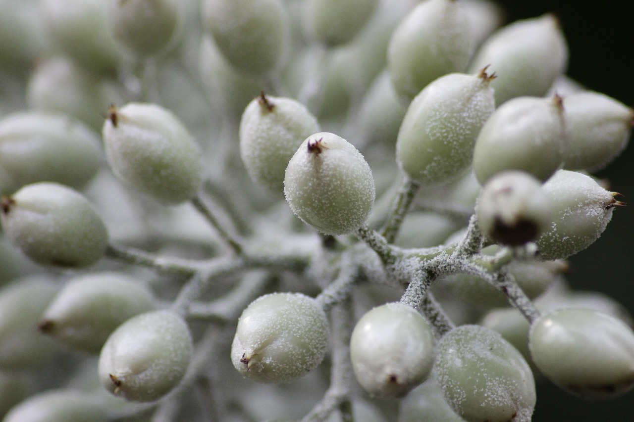 plant macro white free photo