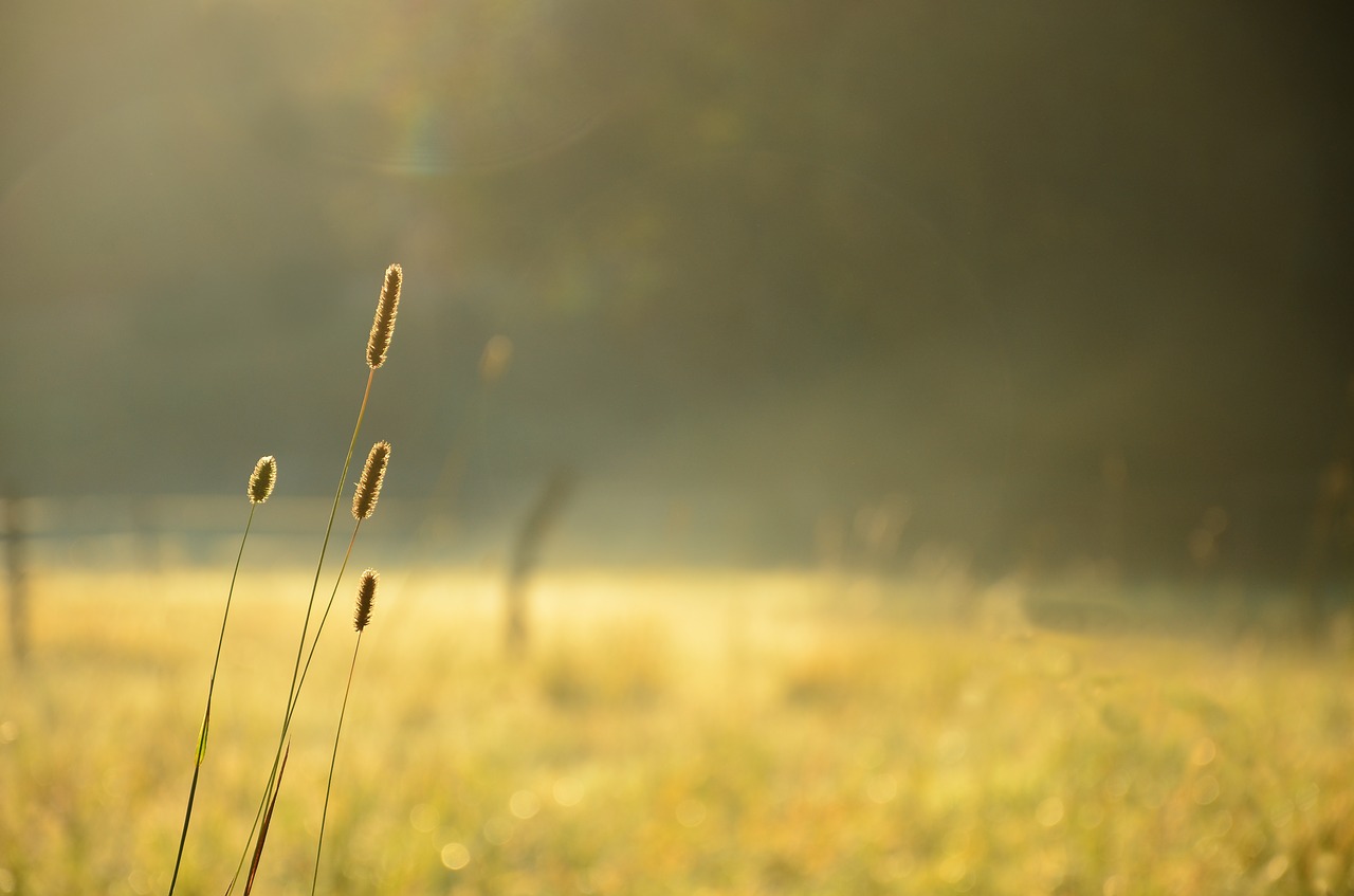 plant nature bokeh free photo