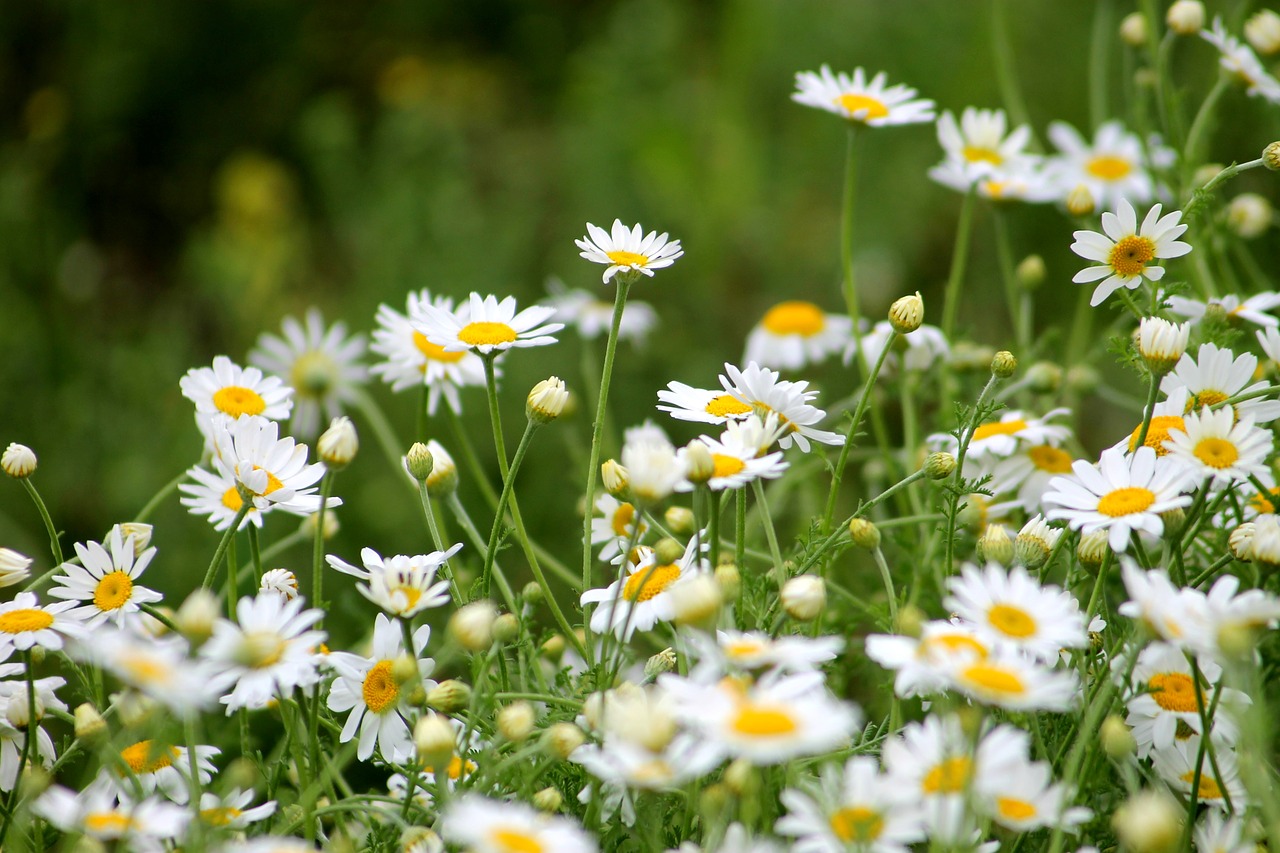 plant field meadow free photo