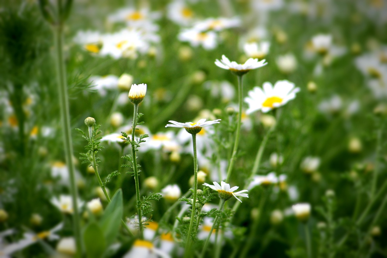 plant field meadow free photo