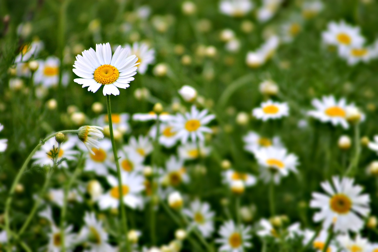 plant field meadow free photo