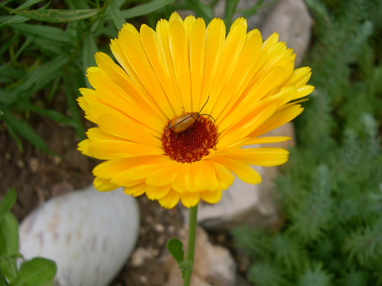 calendula plant insect browser free photo