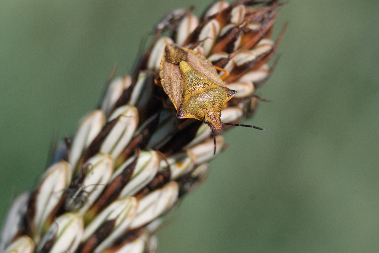 plant bug spikes free photo