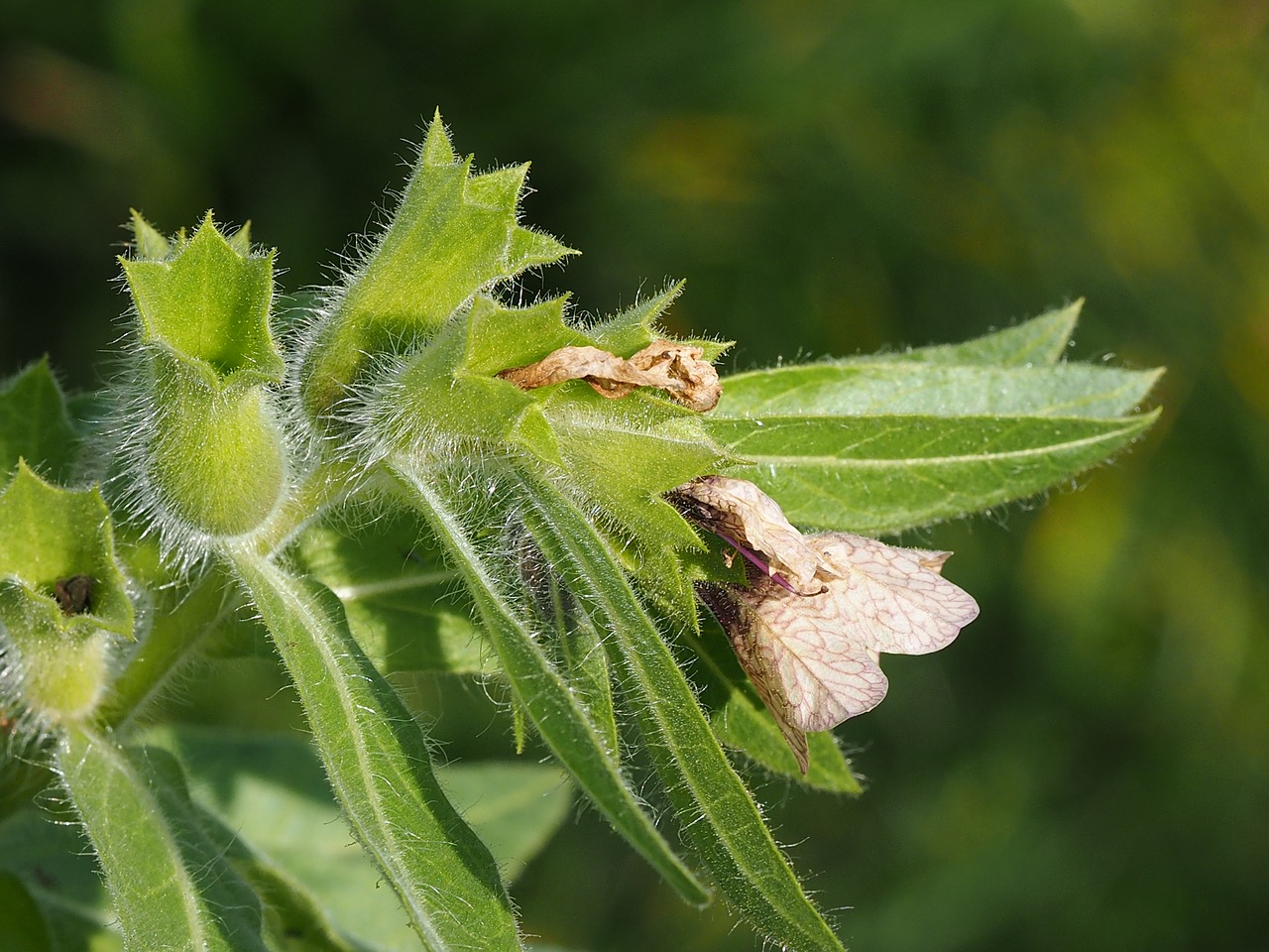 plant henbane green free photo