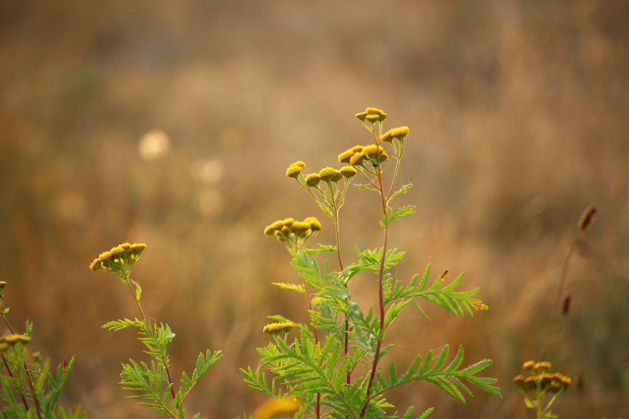 plant tansy meadow free photo