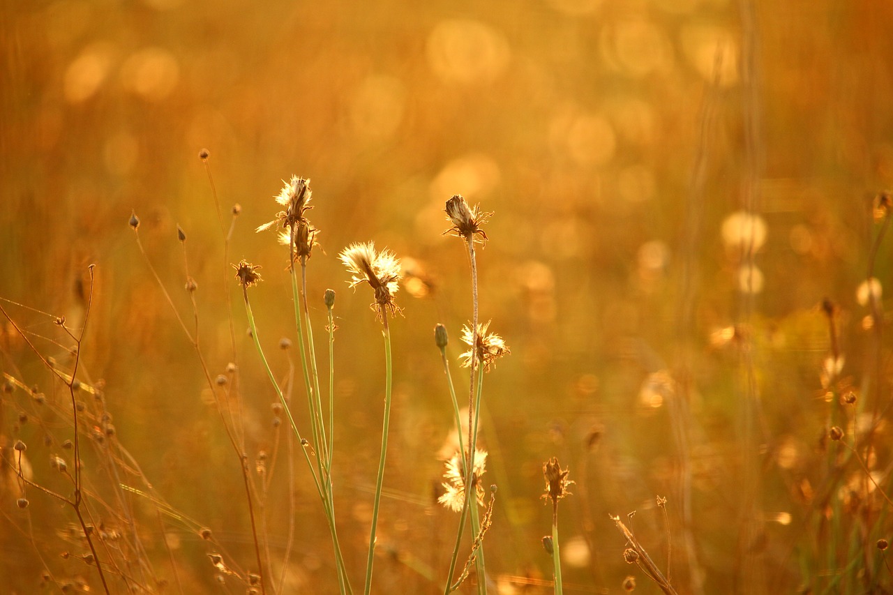 plant flower sunlight free photo