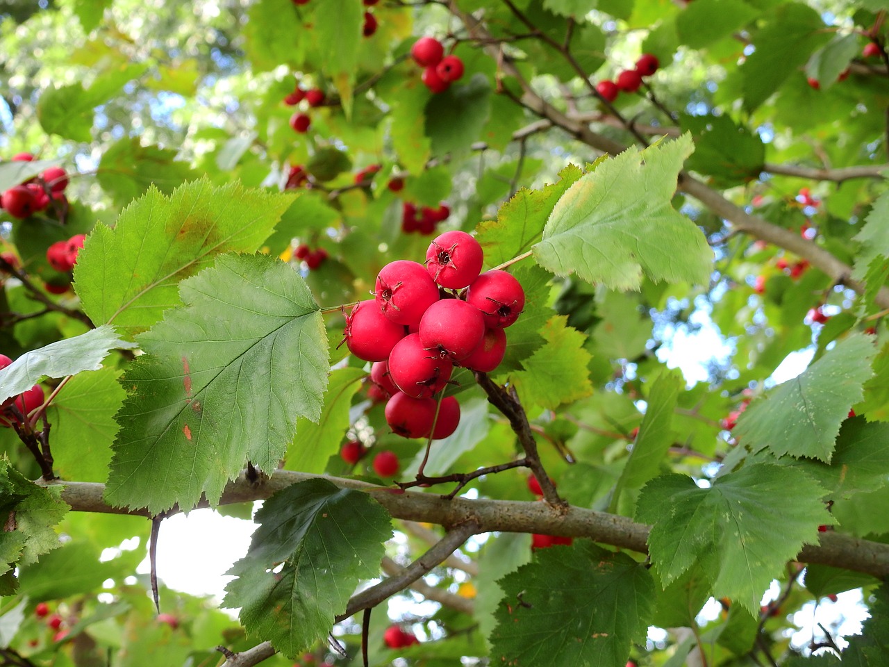 plant tree nature free photo