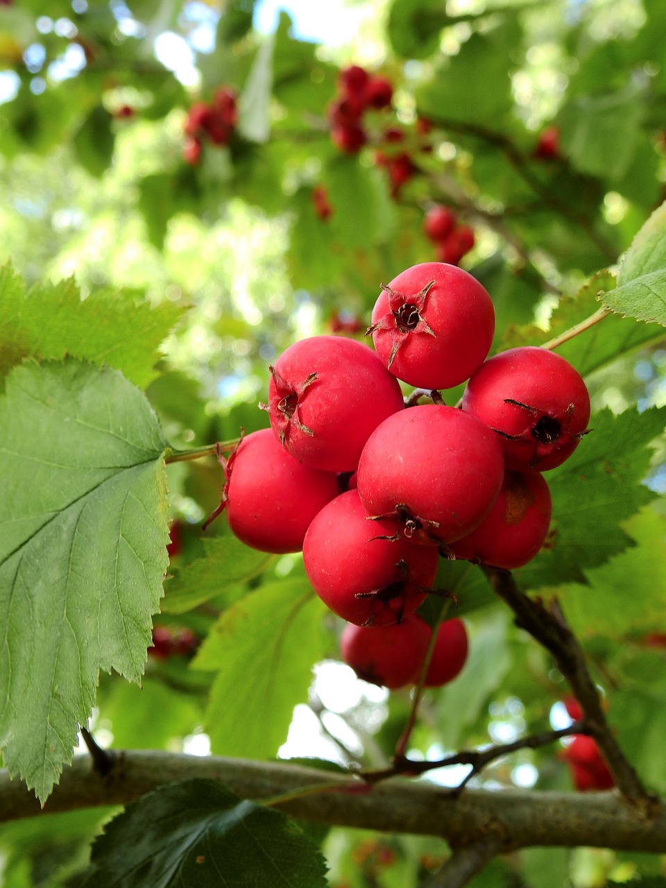 plant tree nature free photo