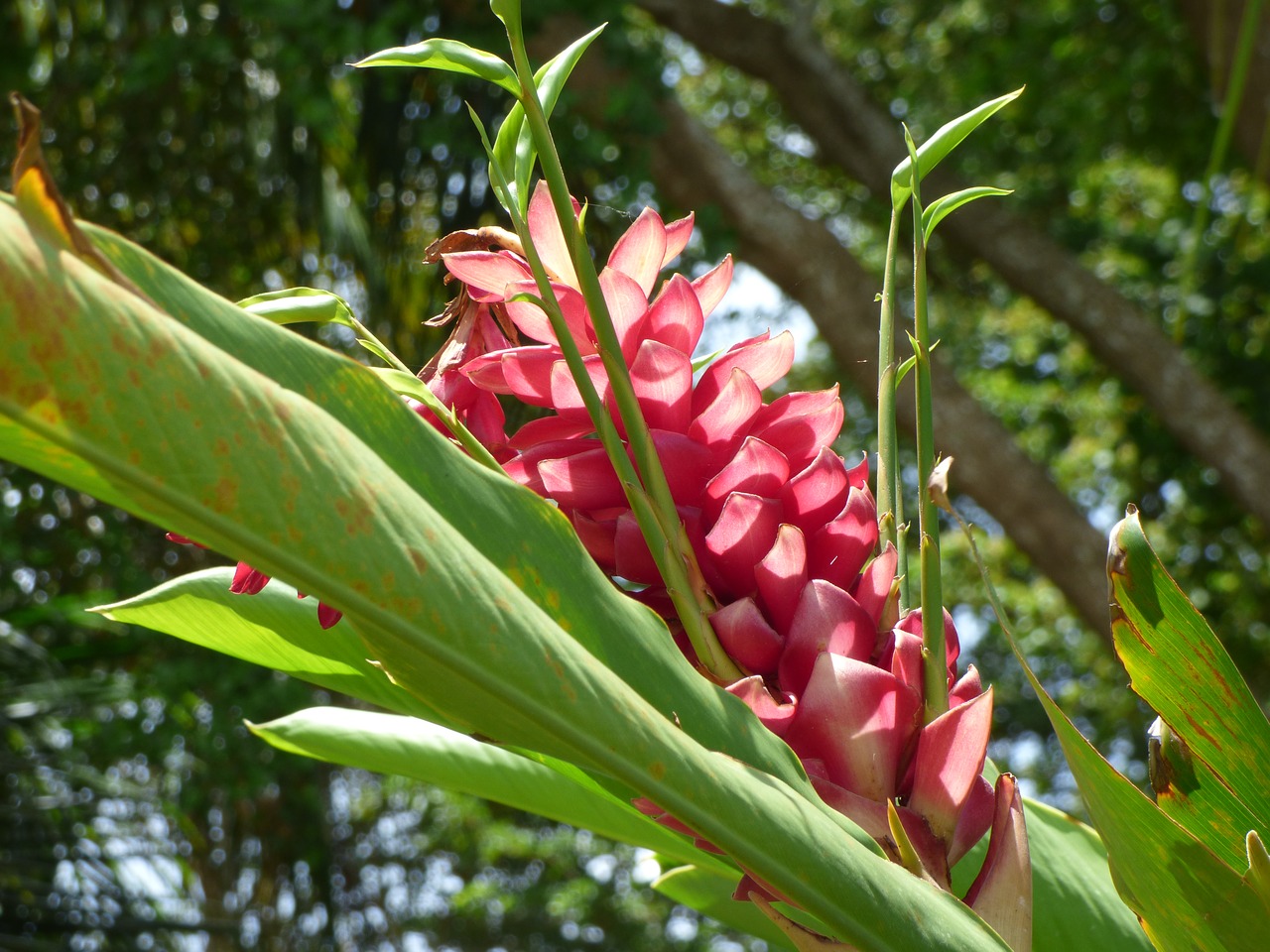 plant flower summer free photo