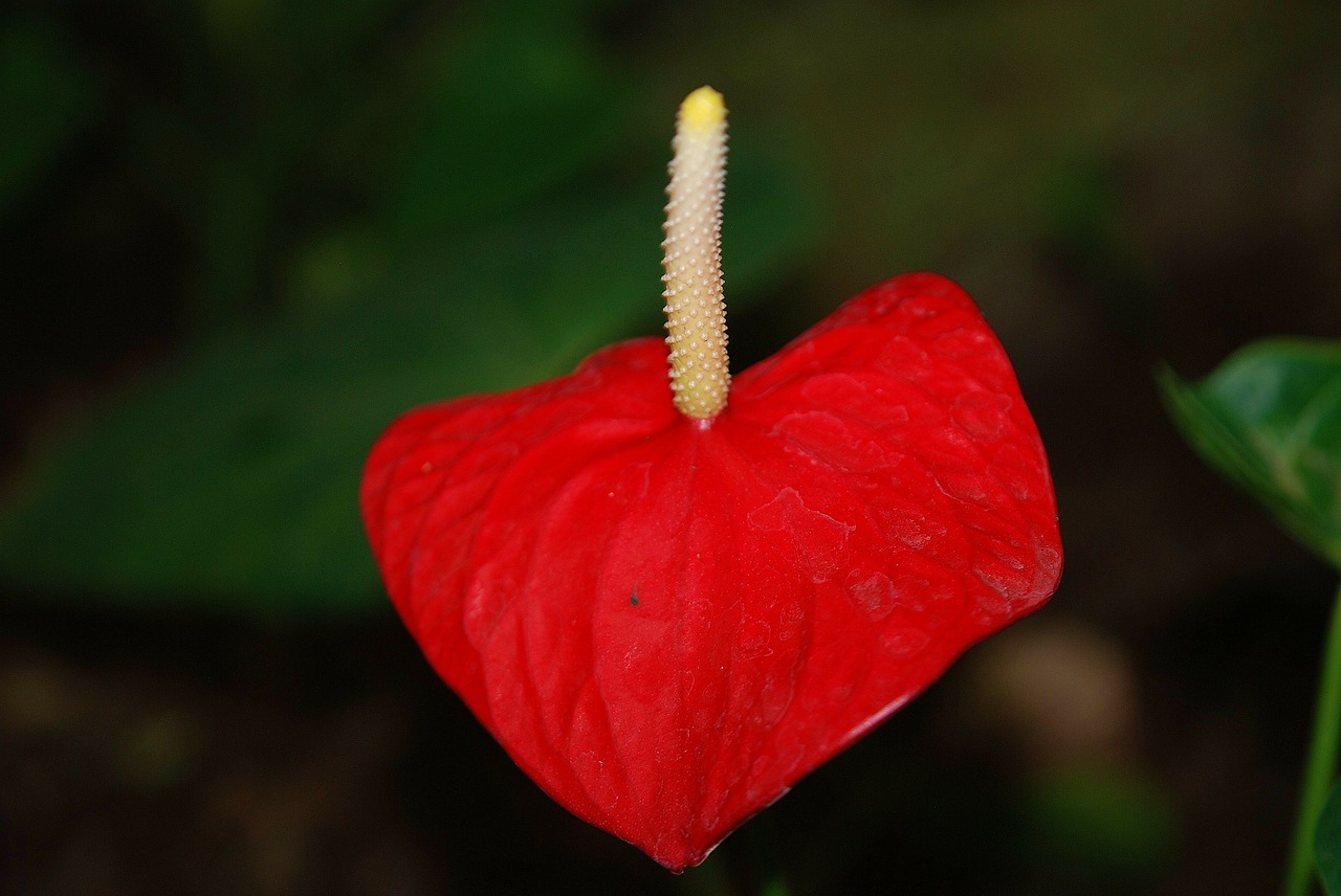 plant red flower flower free photo