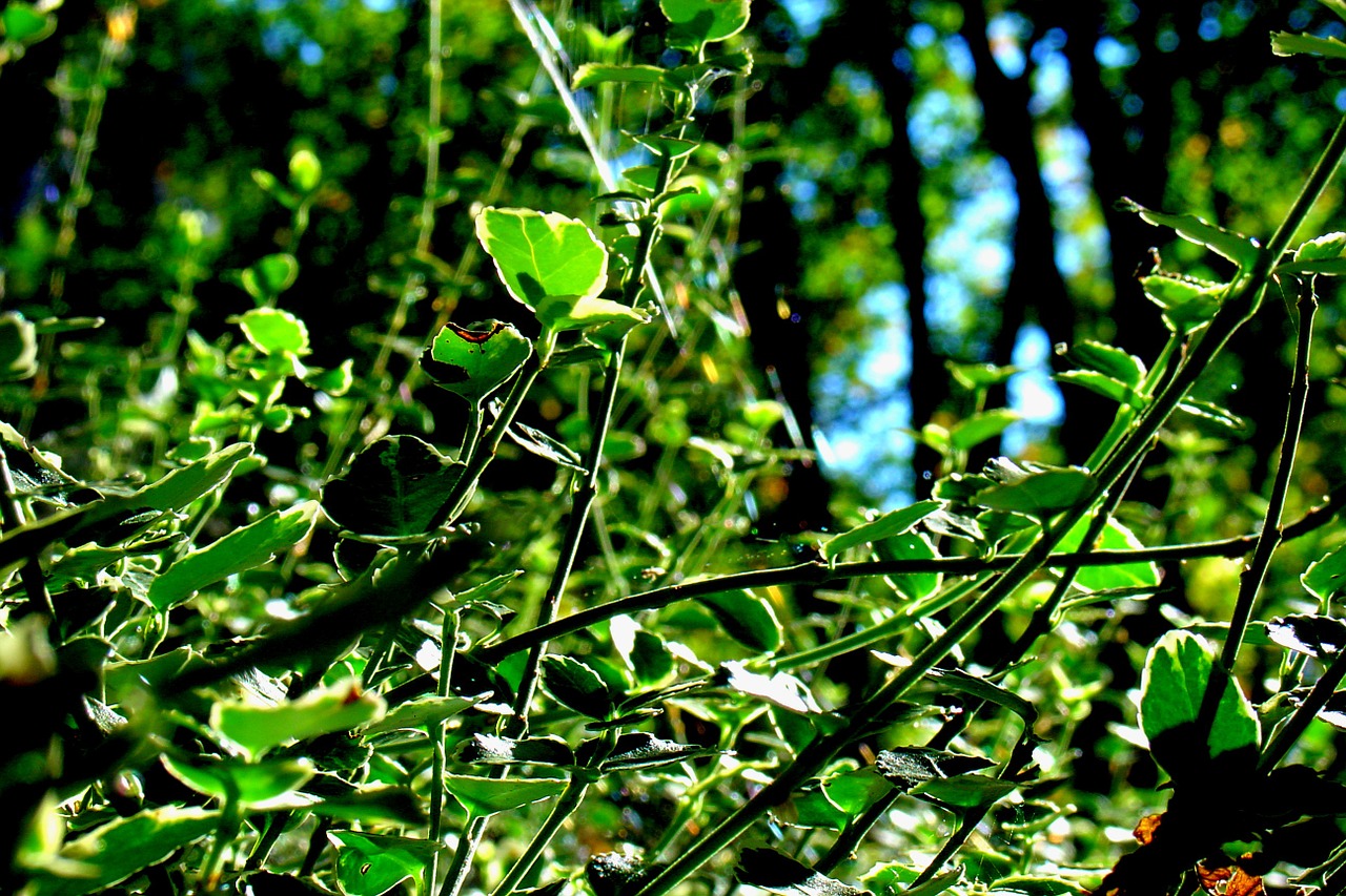 plant nature green free photo