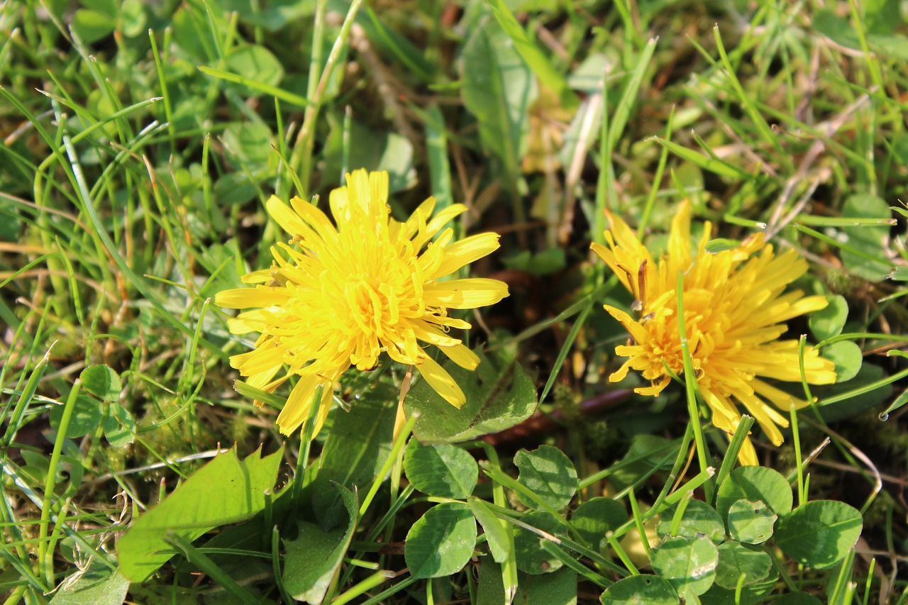 plant flower blossom free photo