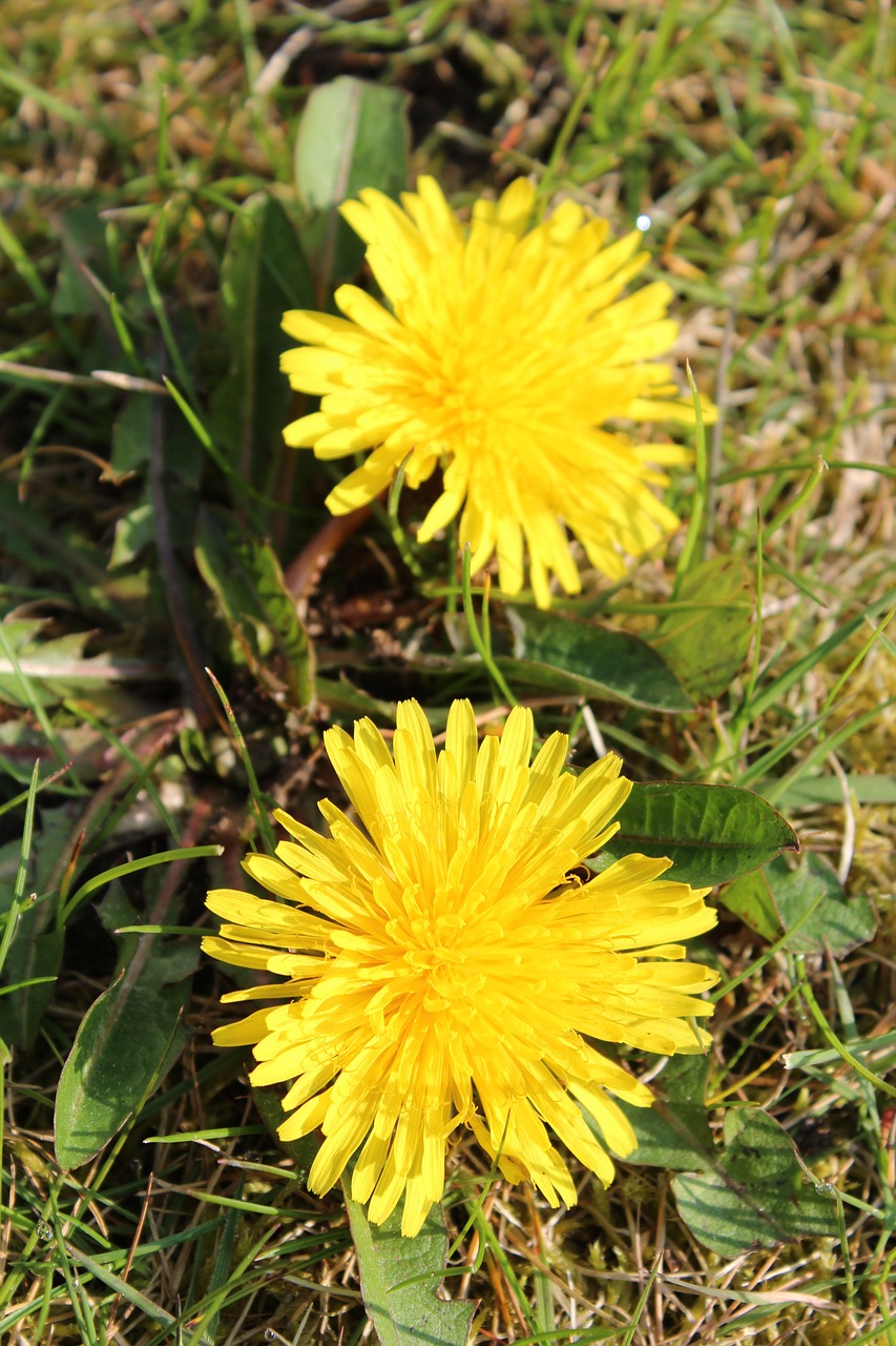 plant blossom bloom free photo