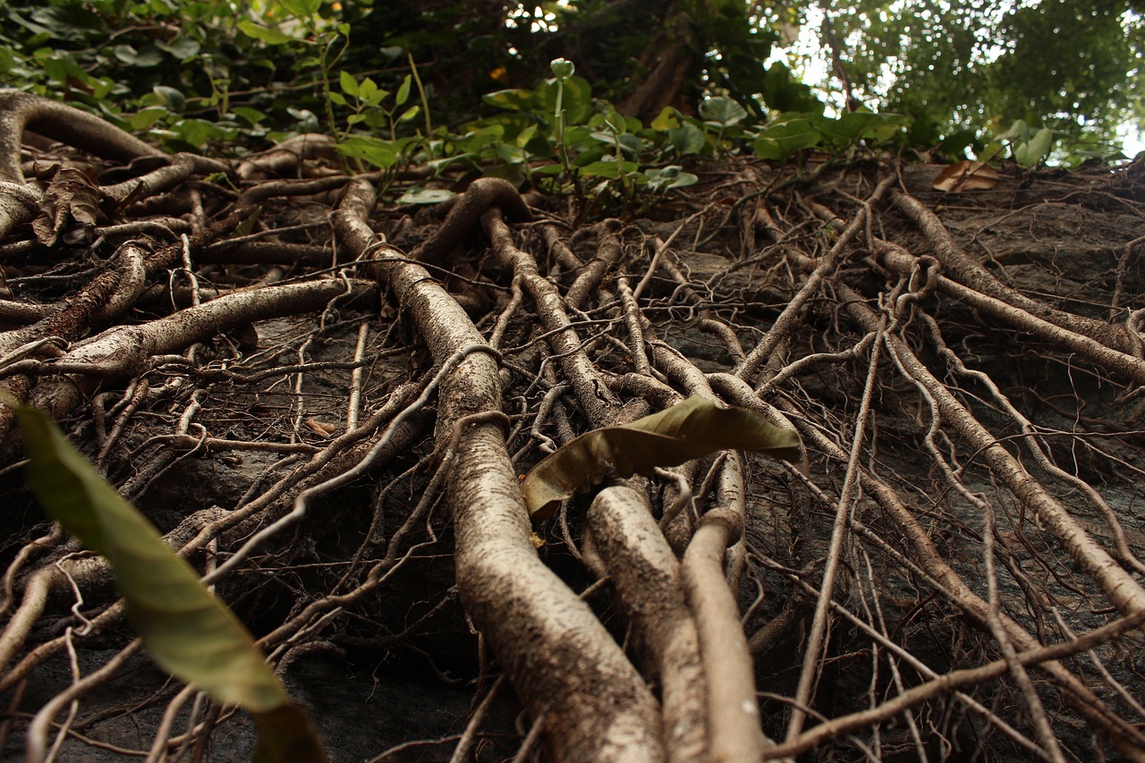 plant roots leaves free photo