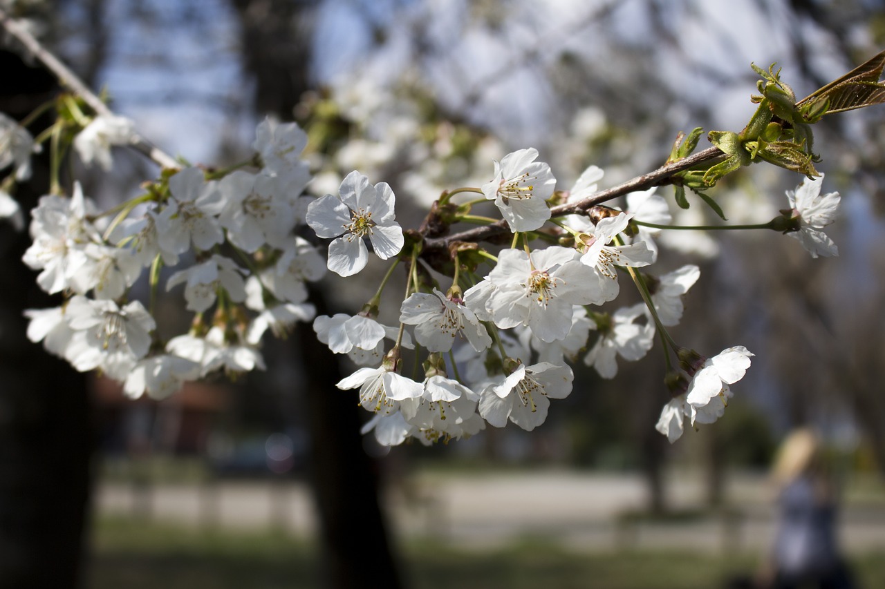 plant spring flower free photo