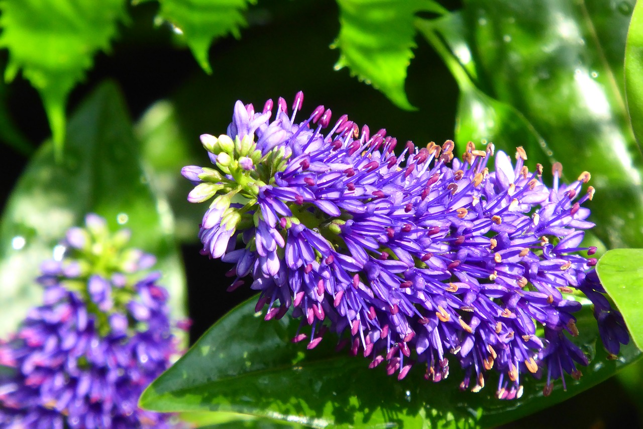 plant blossom bloom free photo