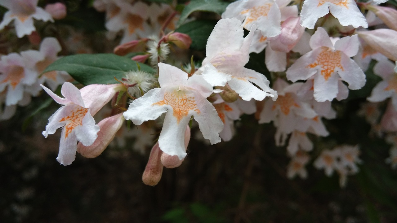 plant flower close-range photogrammetry free photo