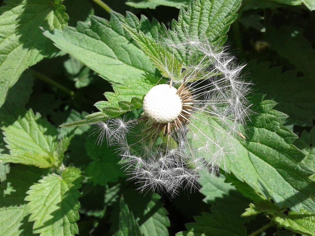 plant pustelblume green free photo