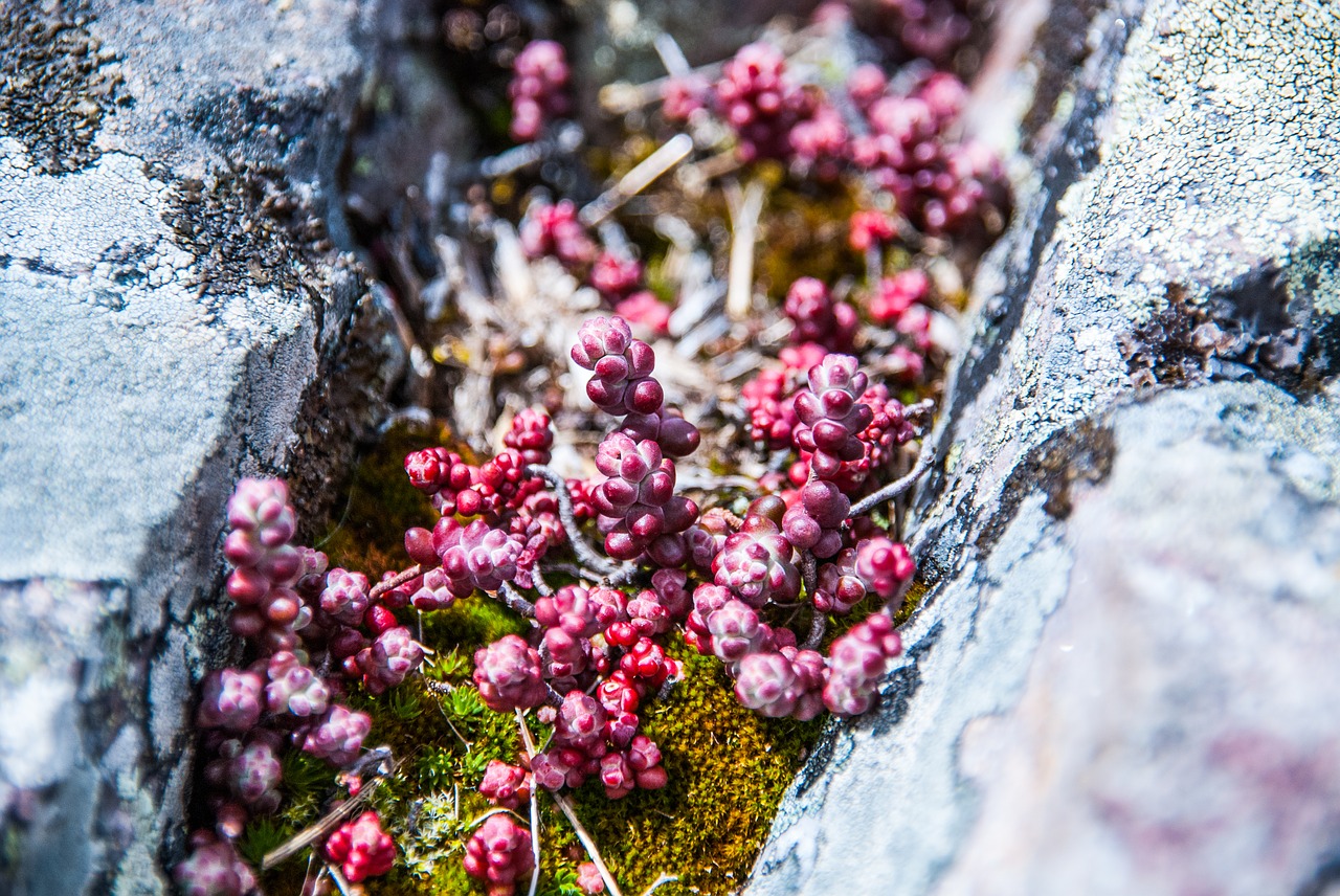 plant moss stones free photo