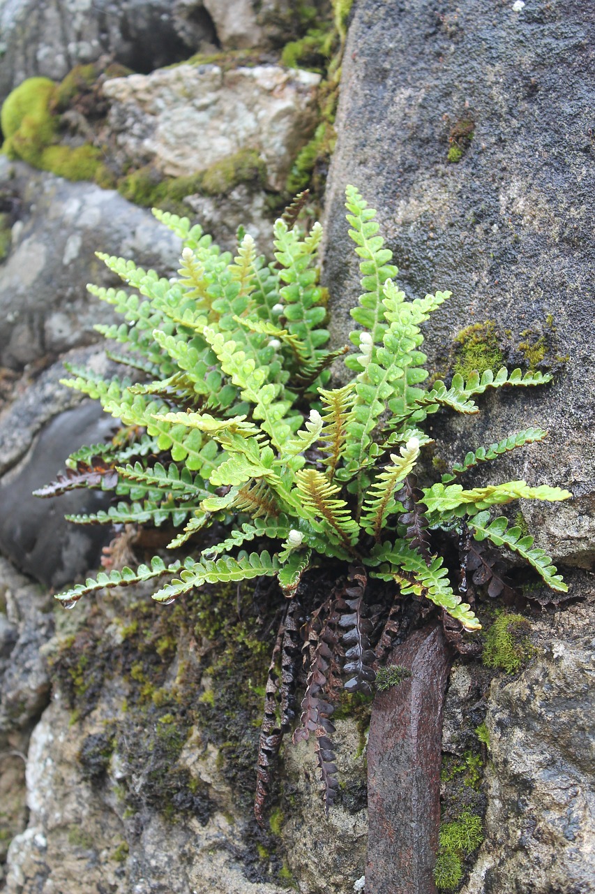 plant growth in stone plant in rock free photo