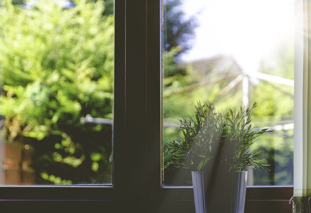 plant pot plant sunbeams free photo