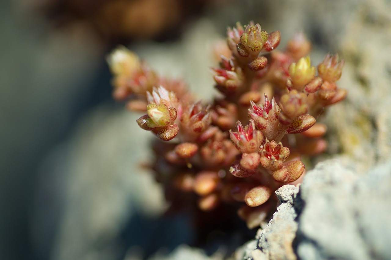 plant rock plant saltwater plant free photo