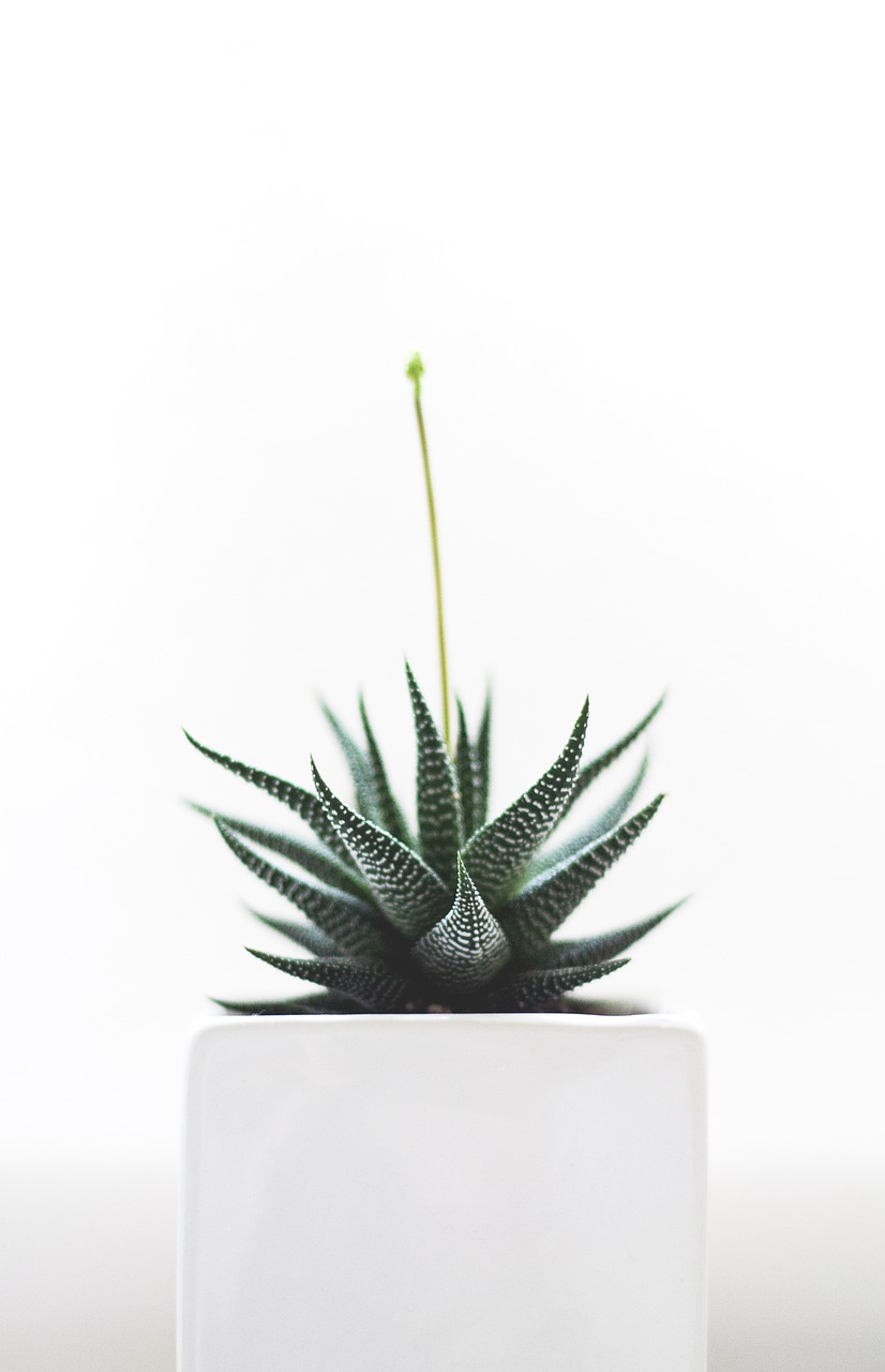 plant succulent isolated free photo