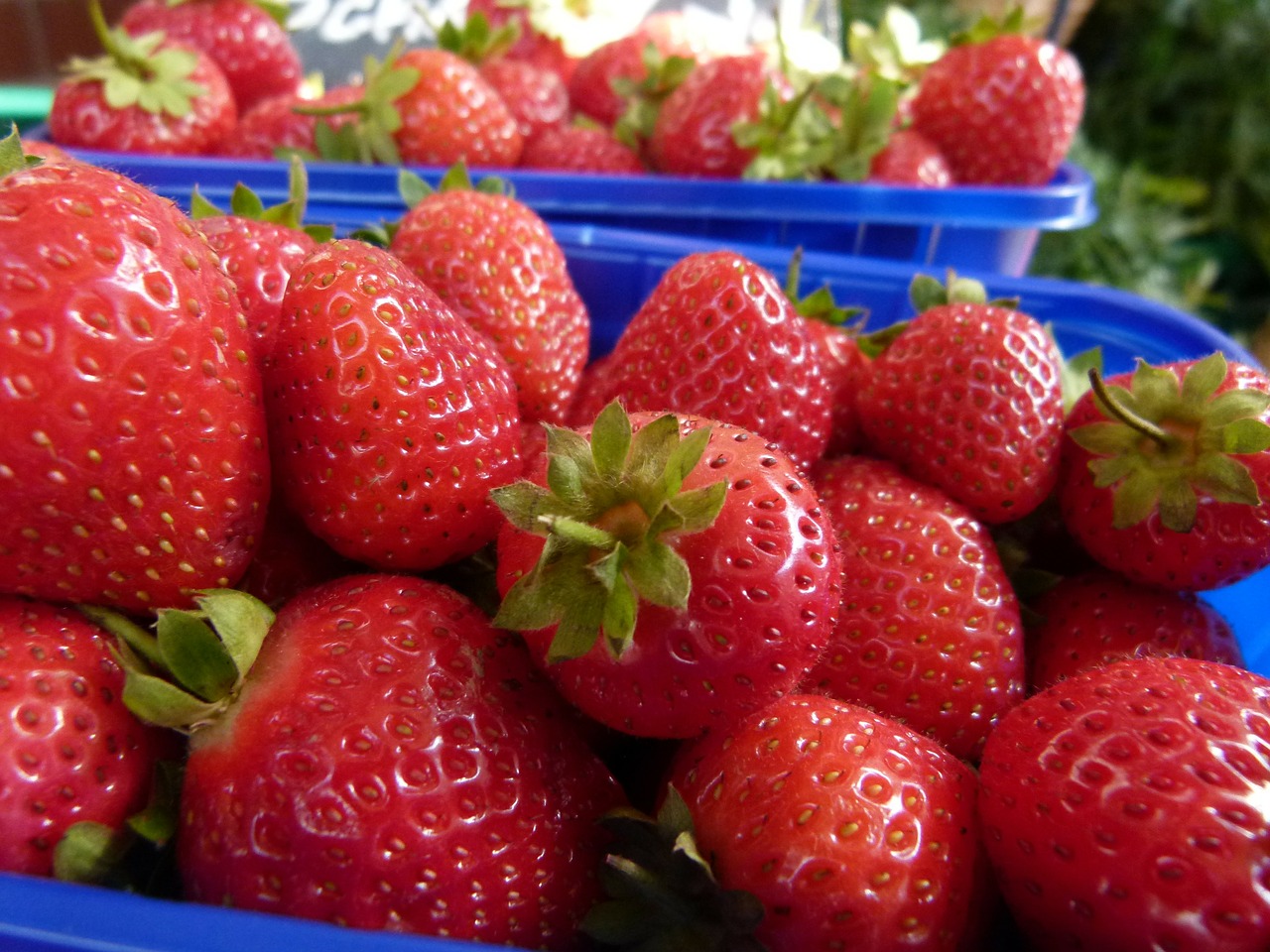 plant strawberry red free photo